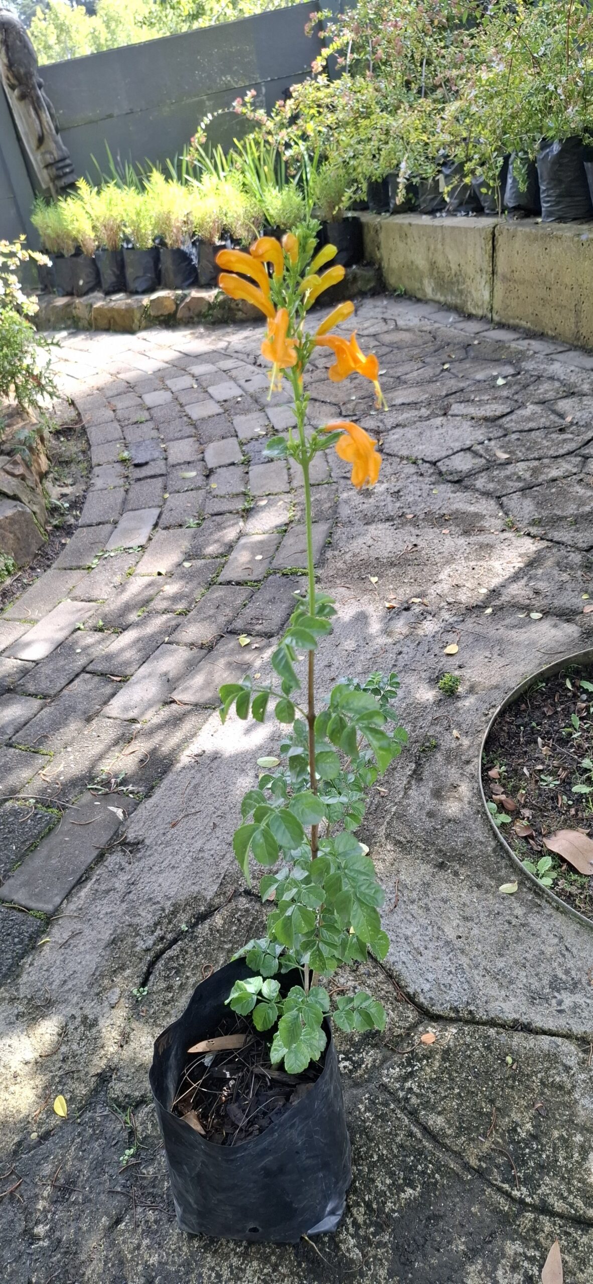 Tecoma 'Cape Honeysuckle' Gold - Image 2