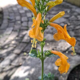 Tecoma 'Cape Honeysuckle' Gold