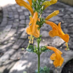 1000523392-scaled.jpg Tecoma 'Cape Honeysuckle' Gold