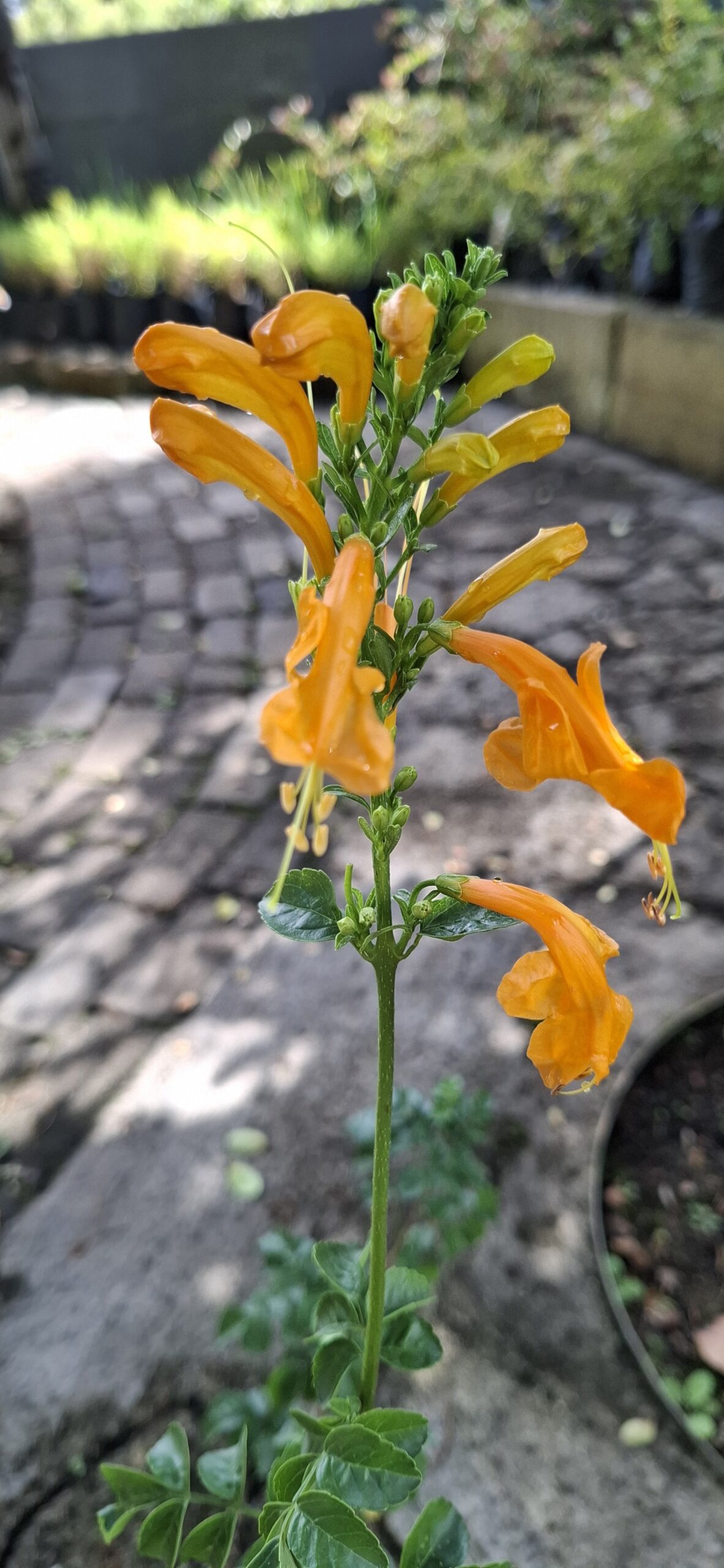 Tecoma 'Cape Honeysuckle' Gold