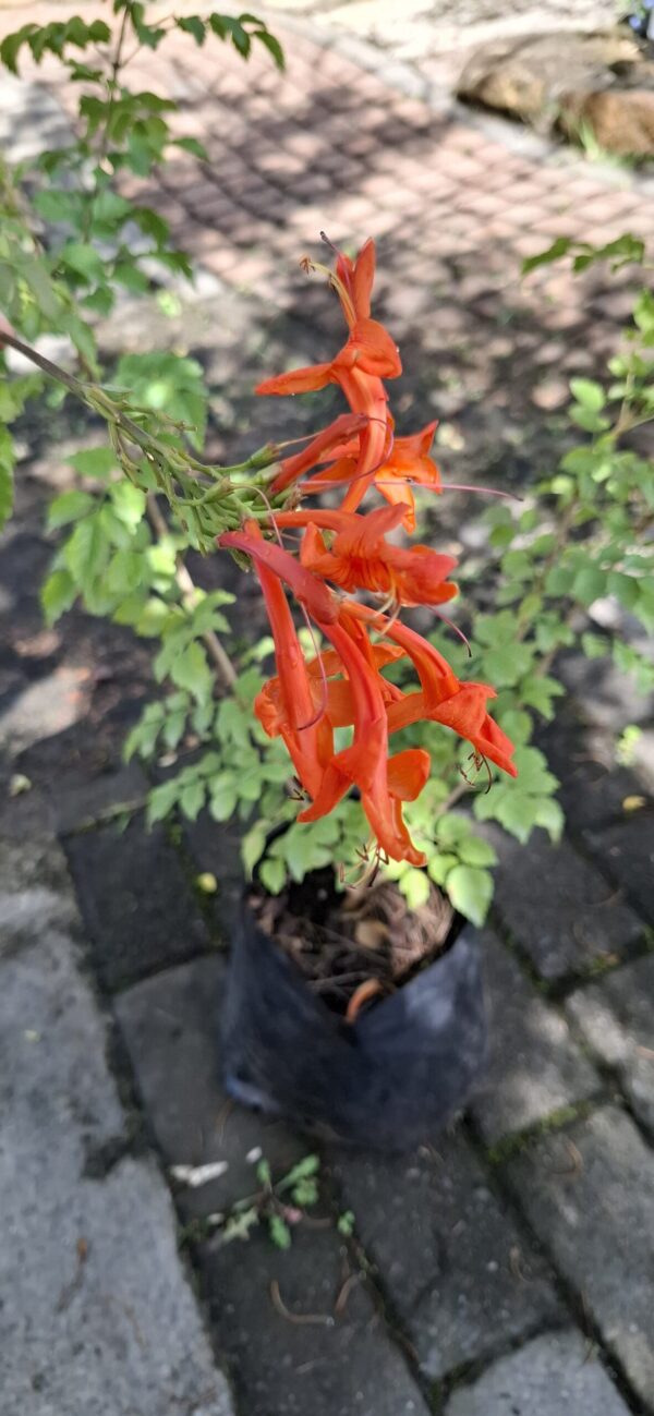 Tecoma 'Cape Honey Suckle' Orange