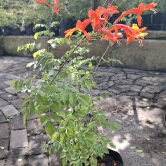 Tecoma 'Cape Honey Suckle' Orange