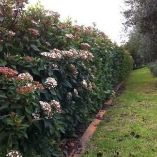 Viburnum Tinus Lucidum 10L