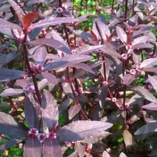 Alternanthera 
Sessilis Red