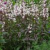 Penstemon digitalis 'HUSKER RED'