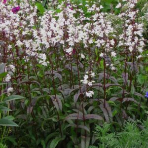 1000524037.jpg Penstemon digitalis 'HUSKER RED'