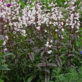 Penstemon digitalis 'HUSKER RED'