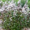 Penstemon digitalis 'HUSKER RED'