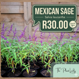 Mexican Sage Purple Special