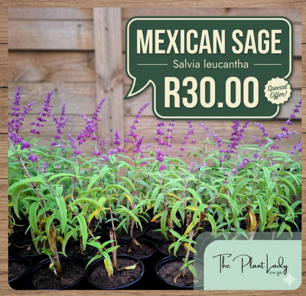 Mexican Sage Purple Special