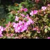 1000524623.jpg Centradenia Grandiflora