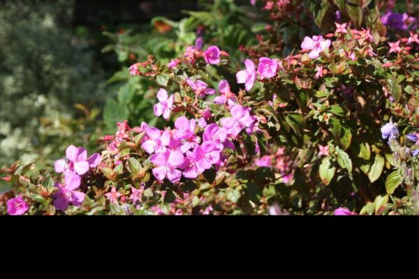 1000524623.jpg Centradenia Grandiflora