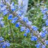 1000524661.jpg Salvia Uliginosa