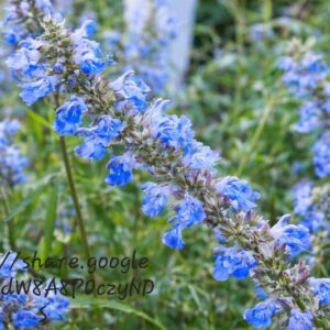 Salvia Uliginosa