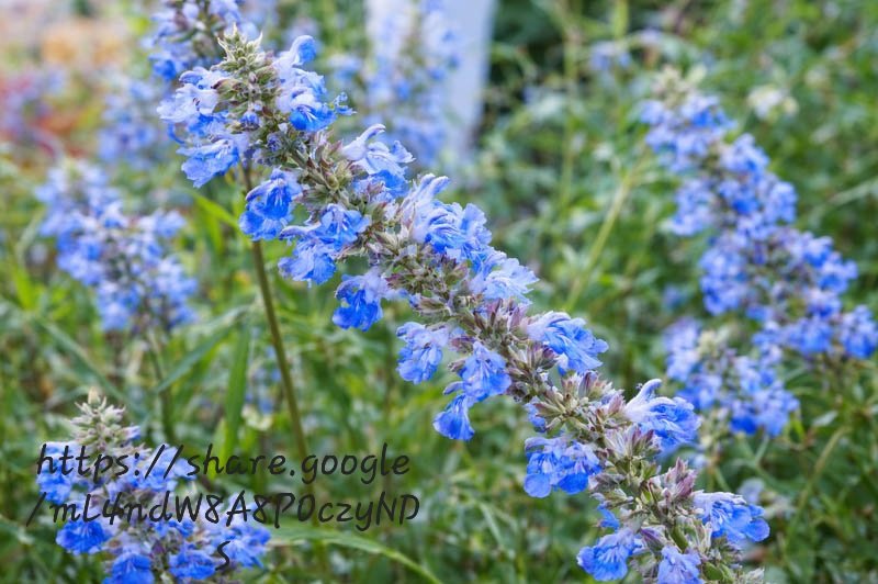 Salvia Uliginosa