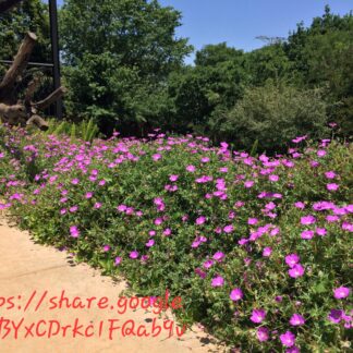 Geranium Incanum
