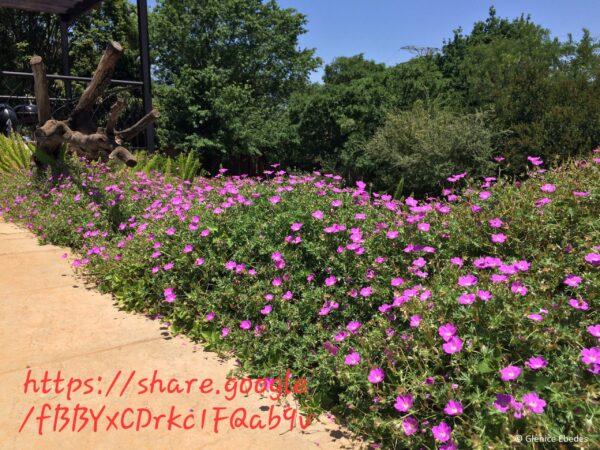 1000524681.jpg Geranium Incanum