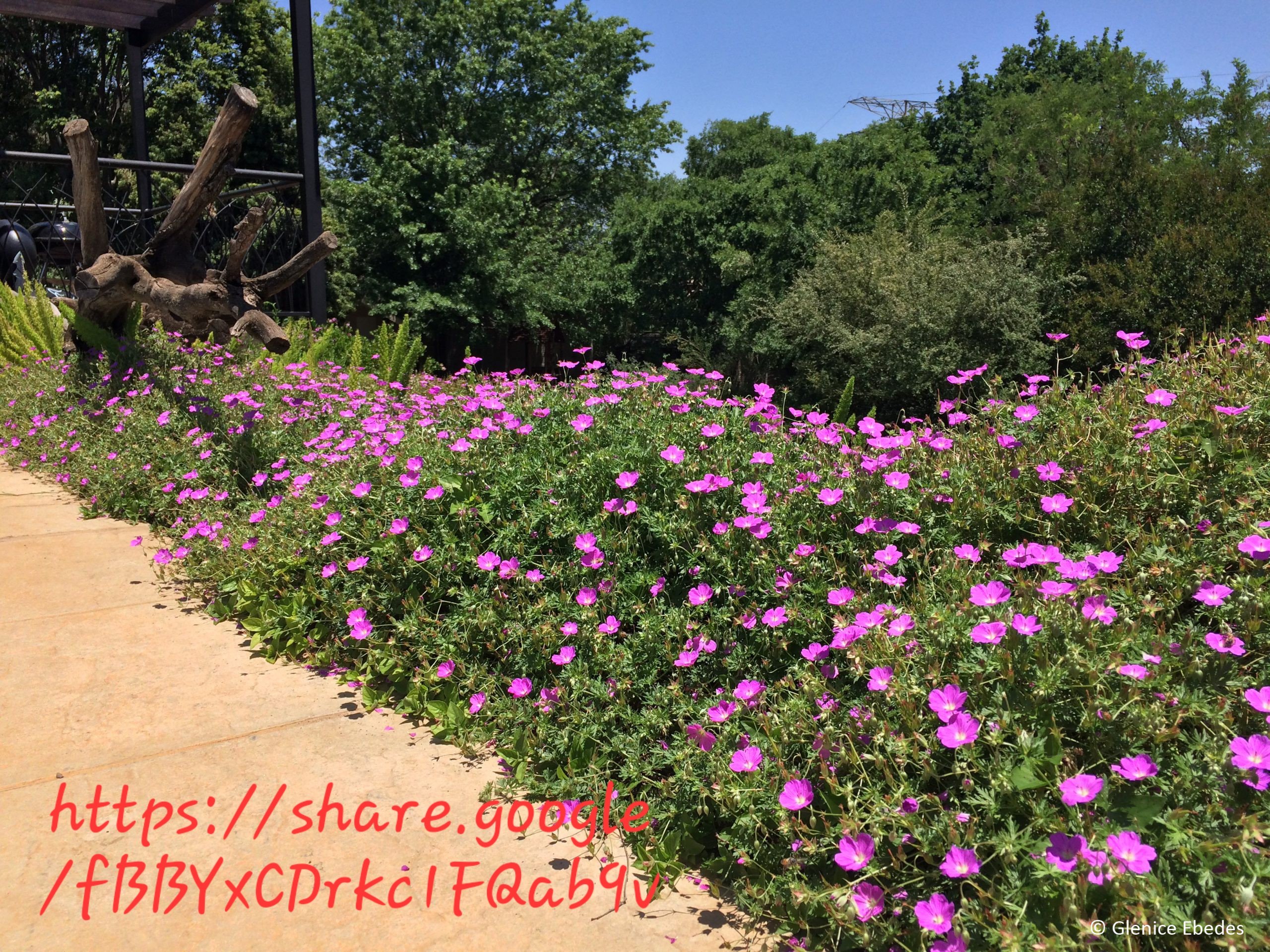 Geranium Incanum
