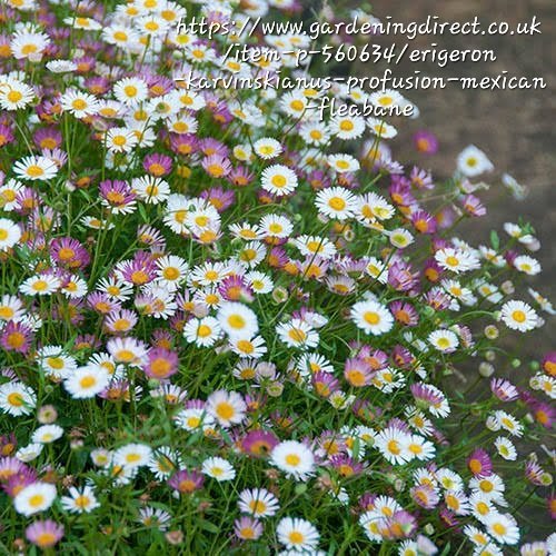 Erigeron Karvinskianus