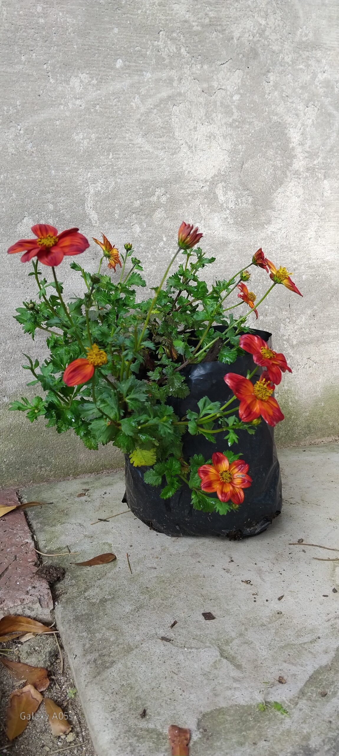 Bidens Ferulifolia Blazing Ring Of Fire - Image 2