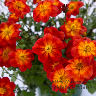 Bidens Ferulifolia Blazing Ring Of Fire
