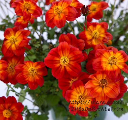 Bidens Ferulifolia Blazing Ring Of Fire