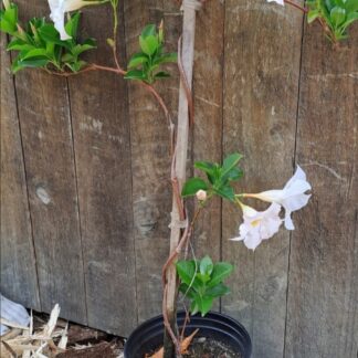 DIPLADENIA DIAMANTINA Dipladenia – Jade White 17cm