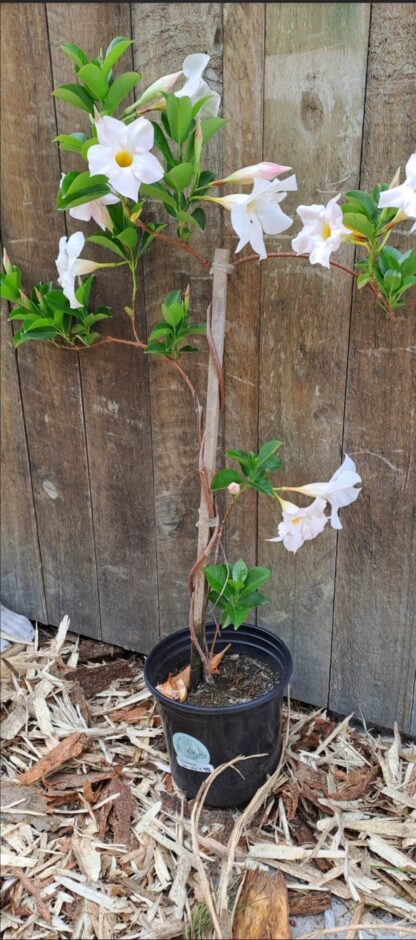 DIPLADENIA DIAMANTINA Dipladenia - Jade White 17cm