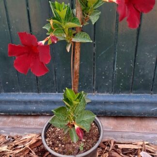 DIPLADENIA DIAMANTINA Dipladenia – Opale Grenat 17cm