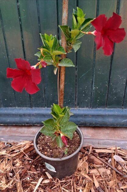 DIPLADENIA DIAMANTINA Dipladenia - Opale Grenat 17cm