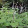 1000525024.jpg Plectranthus Grandidentatis