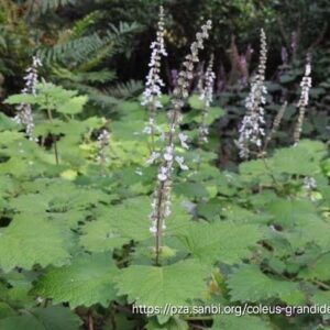 Plectranthus Grandidentatis