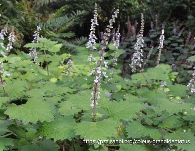 Plectranthus Grandidentatis