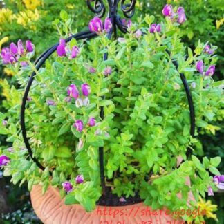 Polygala Fruticosa 10kg