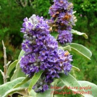 Buddleja Salviifolia