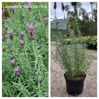 LAVANDULA STOECHAS Spanish Lavender – Pink 17cm
