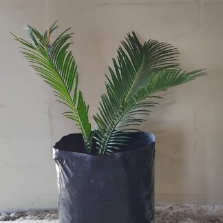 Sago Palm Medium