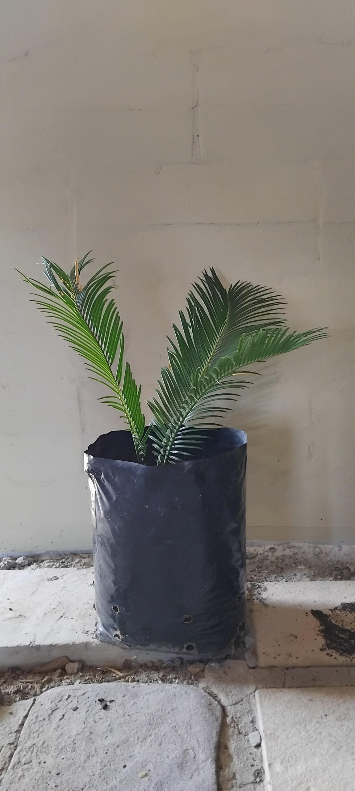 Sago Palm Medium
