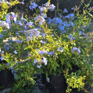 PLUMBAGO AURICULATA Cape Leadwort - Dark Blue 4,5L