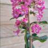ESCALLONIA EXONIENSIS FRADESII - Pink Princess
