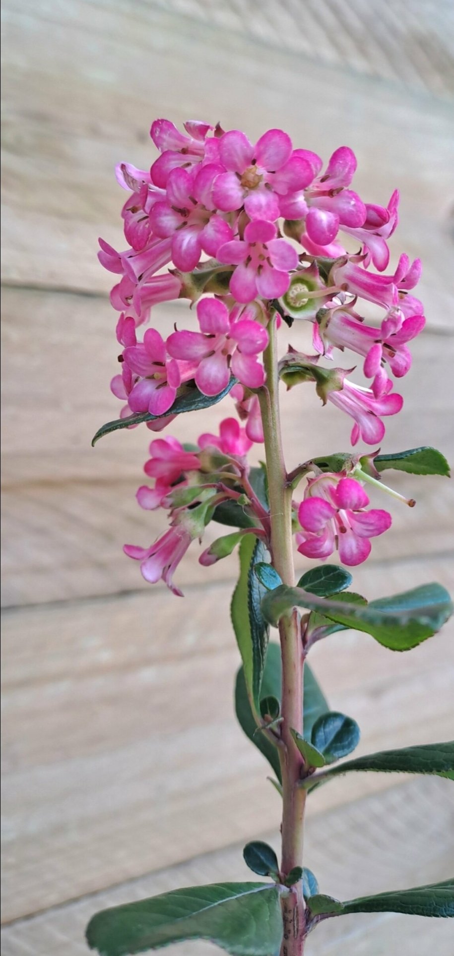 ESCALLONIA EXONIENSIS FRADESII - Pink Princess - Image 2