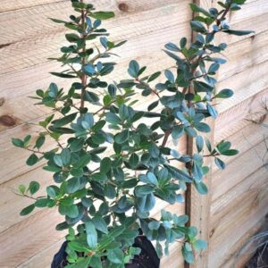 1000534110.jpg ESCALLONIA EXONIENSIS FRADESII - Pink Princess