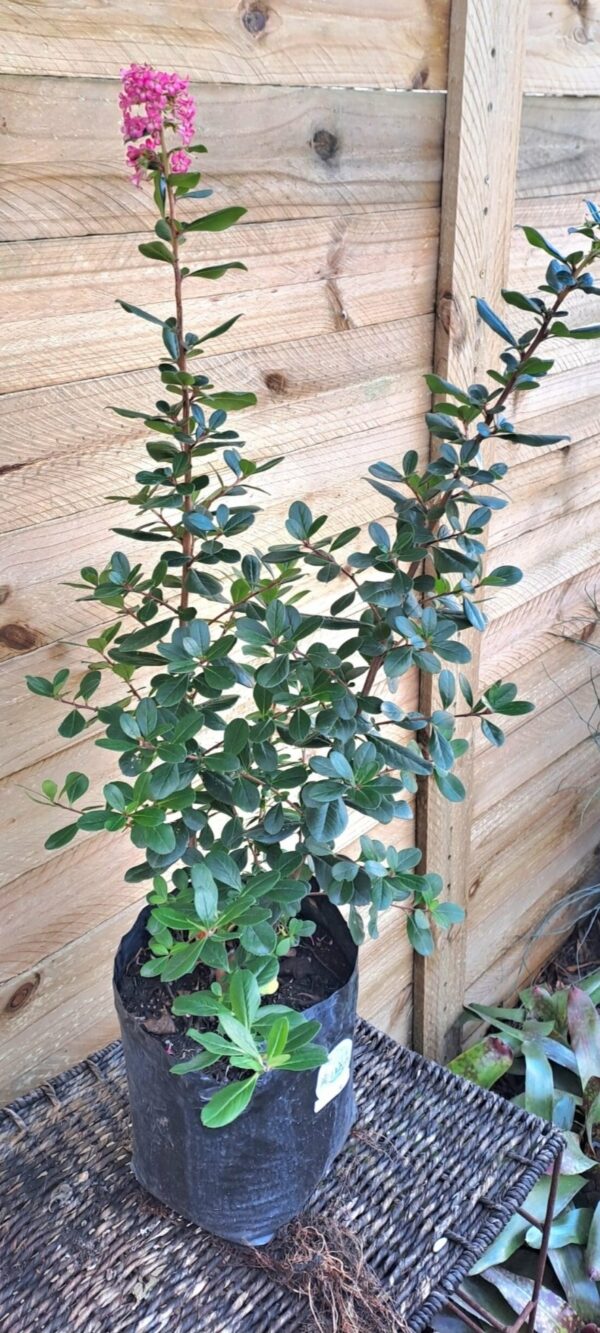 ESCALLONIA EXONIENSIS FRADESII - Pink Princess