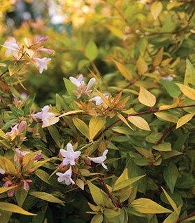 ABELIA GRANDIFLORA Golden Abelia - Francis Mason 4,5L