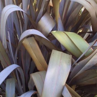 PHORMIUM TENAX New Zealand Flax - Chocolate  6L