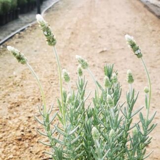 LAVANDULA FRENCH GREY Lavender - White 17cm