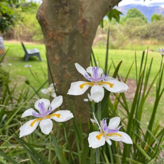 DIETES GRANDIFLORA White