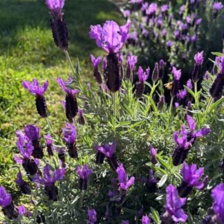 LAVANDULA ROYAL CROWN Lavender - Purple 17cm