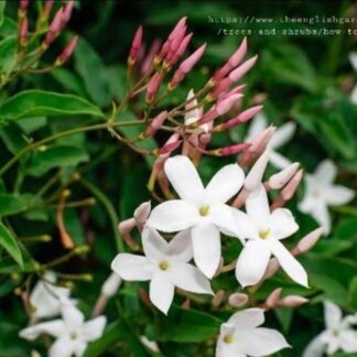 JASMINUM POLYANTHUM Jasmine 10kg