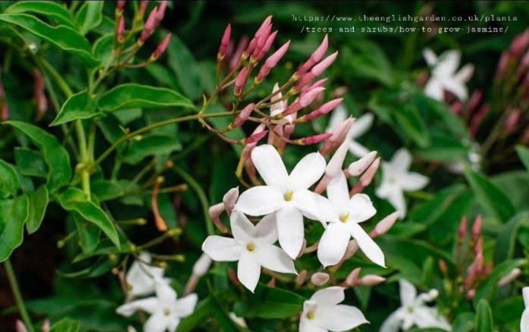 JASMINUM POLYANTHUM Jasmine 10kg
